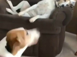 Собака на кресле показала крайнюю степень усталости от жизни