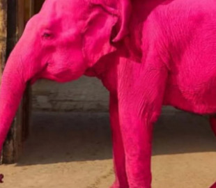Росіянка розфарбувала слона у рожевий для фотосесії, після чого той помер