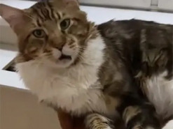 Апатичный кот с трудом отреагировал на присутствие хозяйки