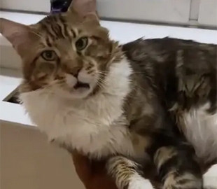 Апатичный кот с трудом отреагировал на присутствие хозяйки