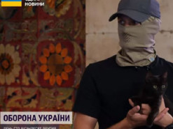 Врятований кіт з острова Зміїний - на подвійному пайку і демонструє бойовий характер