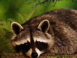 Енот стащил ёлочную игрушку, игнорируя хозяев