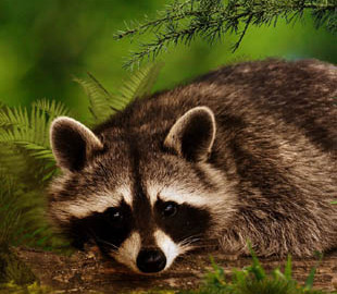 Енот стащил ёлочную игрушку, игнорируя хозяев