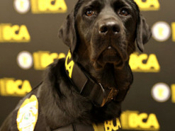 Полицейские собаки научились искать телефоны и флешки