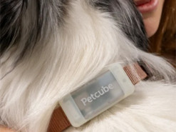 Український стартап Petcube випустив розумний GPS-трекер для улюбленців