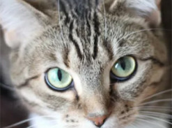 Кот-акробат рассмешил класс во время онлайн-урока