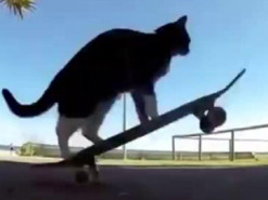 Новый хит: кот показал, как нужно кататься на скейтборде
