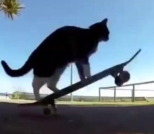 Новый хит: кот показал, как нужно кататься на скейтборде