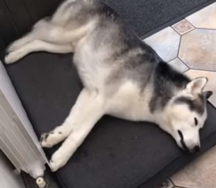 Бегущий во сне пес разбудил хозяина и умилил соцсети