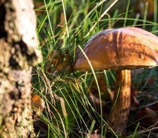 У Львові троє чоловіків потрапили в реанімацію через отруєння грибами