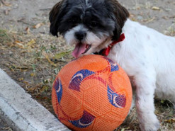 Он мог бы стать звездой НБА: пес поразил своим умением играть в баскетбол