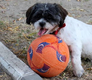 Он мог бы стать звездой НБА: пес поразил своим умением играть в баскетбол
