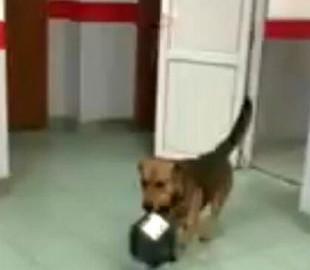 Смышленый пес украл посылку "Новой почты"