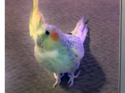 Попугаю не понравилось собственное исполнение рингтона iPhone и он решил раскурочить ноутбук