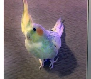 Попугаю не понравилось собственное исполнение рингтона iPhone и он решил раскурочить ноутбук