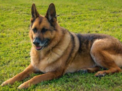 Вбив та розчленував двох собак на Житомирщині: чоловіка засудили до 5 років позбавлення волі