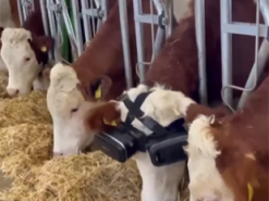 Виртуальная реальность приносит дополнительную прибыль турецкому фермеру