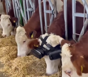 Виртуальная реальность приносит дополнительную прибыль турецкому фермеру