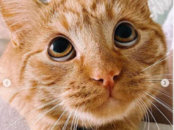 Такой же умильный взгляд: кот покорил сеть сходством с персонажем из «Шрека»