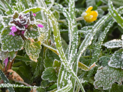 Синоптик Наталка Діденко попередила про нічні заморозки