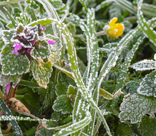 Синоптик Наталка Діденко попередила про нічні заморозки