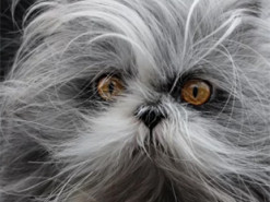 Персидский кот, похожий на лохматую мягкую игрушку, стал новой звездой Сети