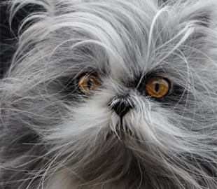 Персидский кот, похожий на лохматую мягкую игрушку, стал новой звездой Сети