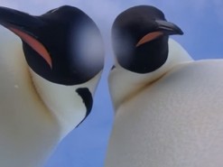 Пингвины нашли в Антарктиде фотокамеру и сделали селфи