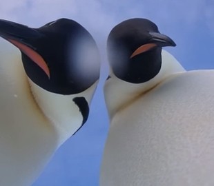 Пингвины нашли в Антарктиде фотокамеру и сделали селфи