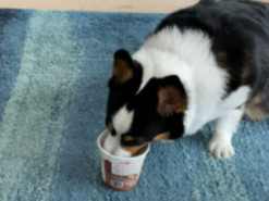 Жадная собака показала, как сильно она любит мороженое