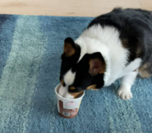 Жадная собака показала, как сильно она любит мороженое