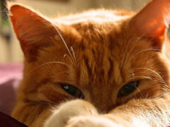 Лохматая балерина: талантливая кошка повторила танцевальные упражнения своей хозяйки