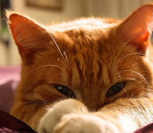 Лохматая балерина: талантливая кошка повторила танцевальные упражнения своей хозяйки