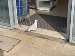 Крилатий злодій із стажем: в Англії мартин вдруге пограбував магазин