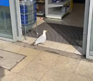 Крилатий злодій із стажем: в Англії мартин вдруге пограбував магазин