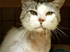 У Мощуні знайшли пораненого кота, в якого стріляв живодер