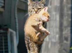 Сеть насмешила фотка строгой мамы-кошки