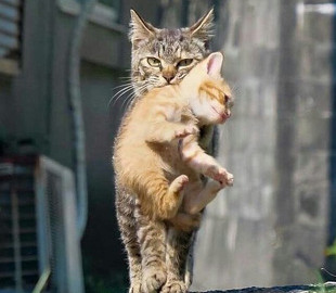 Сеть насмешила фотка строгой мамы-кошки