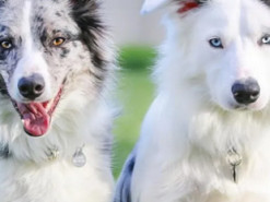 Две игривых собаки побили мировой рекорд, выполнив 28 трюков за минуту