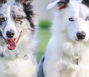 Две игривых собаки побили мировой рекорд, выполнив 28 трюков за минуту