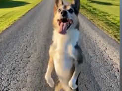 Пес, который обожает ходить на задних лапах задом наперед, рассмешил Сеть