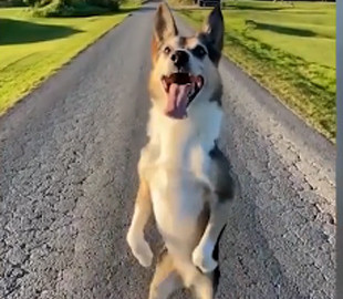 Пес, который обожает ходить на задних лапах задом наперед, рассмешил Сеть