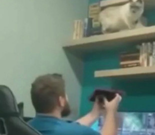 Кот устроил погром на книжных полках хозяина