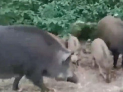 "Ми у вас в гостях, перепрошуємо": ЗСУ показали, як на своїх позиціях потоваришували з дикими кабанами