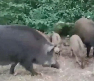 "Ми у вас в гостях, перепрошуємо": ЗСУ показали, як на своїх позиціях потоваришували з дикими кабанами