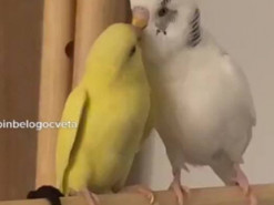 Говорящий попугай стал звездой Сети