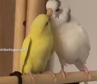 Говорящий попугай стал звездой Сети