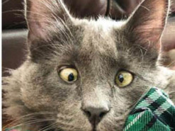Кот с врожденным косоглазием стал звездой Сети