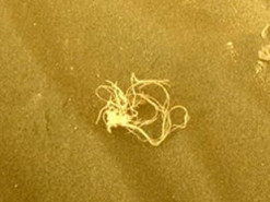 Специалисты NASA обнаружили на Марсе нечто, похожее на спагетти