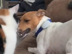 «Покой нам только снится...»: задорные игры пса с котом покорили интернет